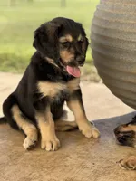 Heidi, a female Lancashire Heeler and English Cream Golden Retriever for sale in Waco, TX – 3 of 3