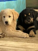 Saylor, a male Lancashire Heeler and English Cream Golden Retriever for sale in Waco, TX – 4 of 6