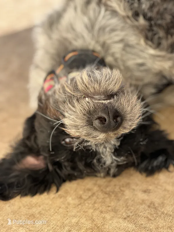 Lexi – Lancashire Heeler, Poodle - Multi-Colored Standard puppy for sale in Waco, TX