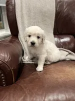 Rose, a female English Cream Golden Retriever for sale in Waco, TX – 3 of 4