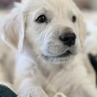 Dorthy, a female Golden Retriever and English Cream Golden Retriever for sale in Waco, TX – 1 of 9