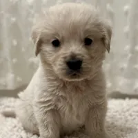 Dorthy, a female Golden Retriever and English Cream Golden Retriever for sale in Waco, TX – 8 of 9