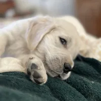 Dorthy, a female Golden Retriever and English Cream Golden Retriever for sale in Waco, TX – 4 of 9