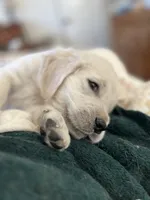 processed/fb1c357e-2294-4f13-acb5-69db843765ee/listing/37fc0ca1-7955-4e21-9dd9-4350d53ca55c/5308eb05-dc8c-462f-90ee-fa84c307f7c9