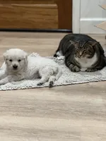 processed/fb1c357e-2294-4f13-acb5-69db843765ee/listing/37fc0ca1-7955-4e21-9dd9-4350d53ca55c/949caed7-8b3a-4c1c-b891-a30505cee6f9