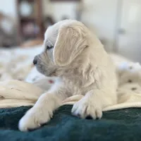 Dorthy, a female Golden Retriever and English Cream Golden Retriever for sale in Waco, TX – 2 of 9