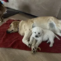 Dorthy, a female Golden Retriever and English Cream Golden Retriever for sale in Waco, TX – 5 of 9
