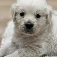 Dorthy, a female Golden Retriever and English Cream Golden Retriever for sale in Waco, TX – 3 of 9
