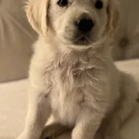 Dorthy, a female Golden Retriever and English Cream Golden Retriever for sale in Waco, TX – 9 of 9