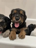 Boe, a male Lancashire Heeler and English Cream Golden Retriever for sale in Waco, TX – 1 of 1