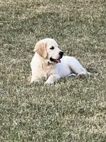 Dorthy, a female Golden Retriever for sale in Waco, TX – 9 of 10