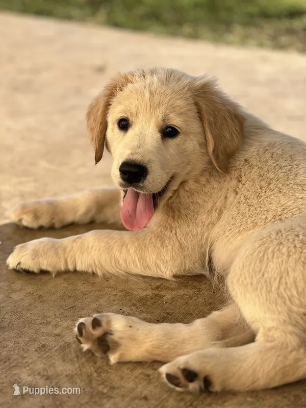 Saylor – Lancashire Heeler, English Cream Golden Retriever puppy for sale in Waco, TX