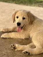Saylor, a male Lancashire Heeler and English Cream Golden Retriever for sale in Waco, TX – 1 of 6