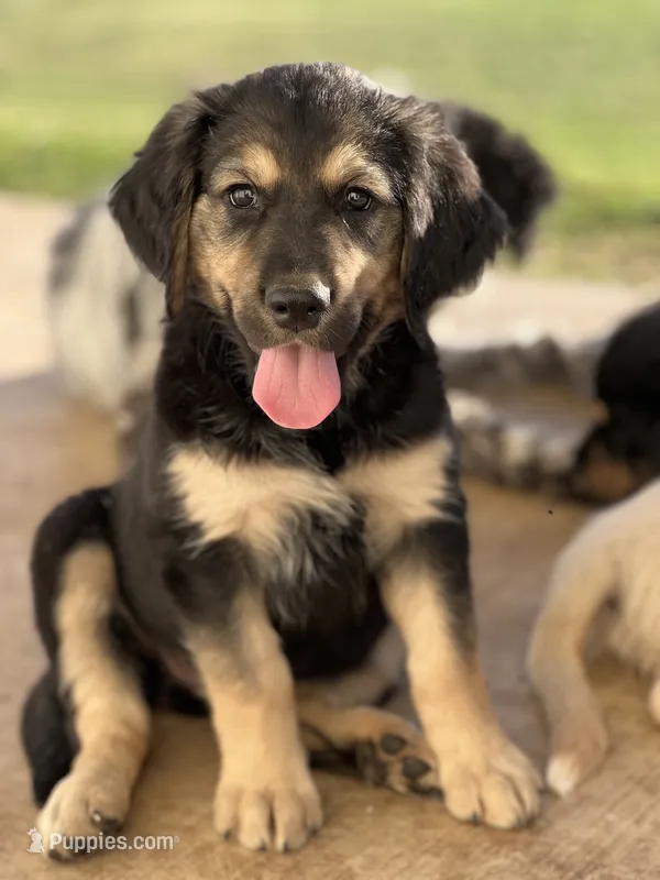 Heidi – Lancashire Heeler, English Cream Golden Retriever puppy for sale in Waco, TX