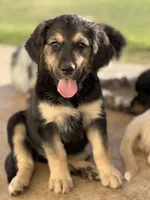 Heidi, a female Lancashire Heeler and English Cream Golden Retriever for sale in Waco, TX – 1 of 3