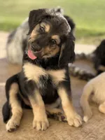 Heidi, a female Lancashire Heeler and English Cream Golden Retriever for sale in Waco, TX – 2 of 3