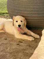 Saylor, a male Lancashire Heeler and English Cream Golden Retriever for sale in Waco, TX – 5 of 6