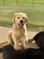Saylor, a male Lancashire Heeler and English Cream Golden Retriever for sale in Waco, TX – 2 of 6