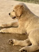 Saylor, a male Lancashire Heeler and English Cream Golden Retriever for sale in Waco, TX – 6 of 6