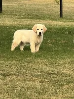 Dorthy, a female Golden Retriever for sale in Waco, TX – 10 of 10