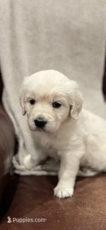 Rose – English Cream Golden Retriever puppy for sale in Waco, TX