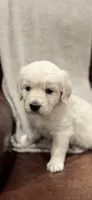 Rose, a female English Cream Golden Retriever for sale in Waco, TX – 1 of 4