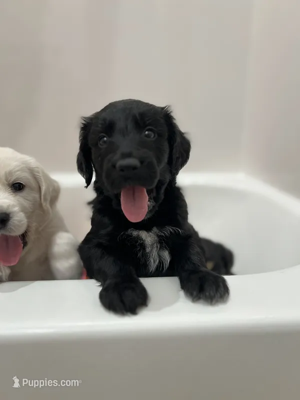 Lady – Lancashire Heeler, English Cream Golden Retriever puppy for sale in Waco, TX