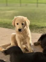 Saylor, a male Lancashire Heeler and English Cream Golden Retriever for sale in Waco, TX – 3 of 6