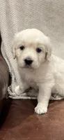 Rose, a female English Cream Golden Retriever for sale in Waco, TX – 2 of 4