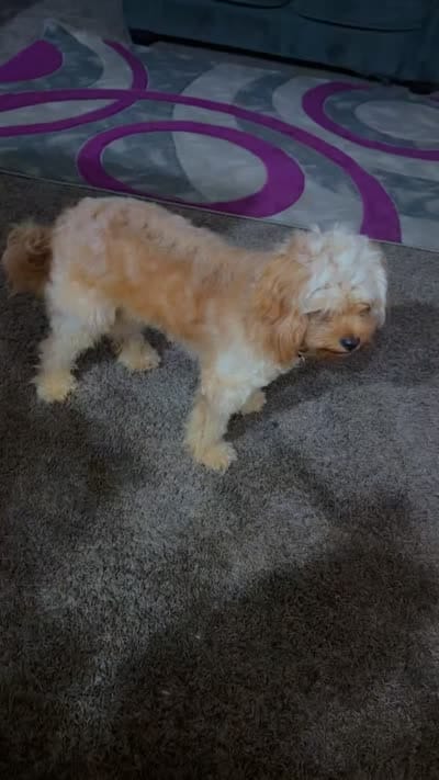 Simba, a male Cavapoo and Goldendoodle for sale in Houston, TX – 3 of 3