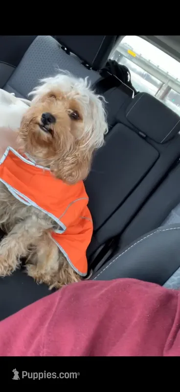 Simba – Cavapoo, Goldendoodle puppy for sale in Houston, TX