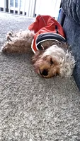 Simba, a male Cavapoo and Goldendoodle for sale in Houston, TX – 2 of 3