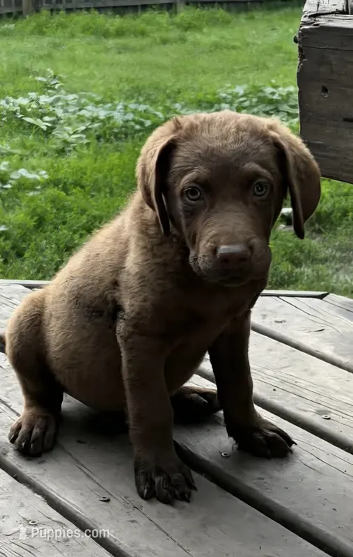 Rumi  – Chesapeake Bay Retriever puppy for sale in Moorhead, MN