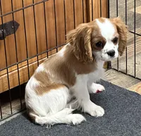 Pansy, a female Cavalier King Charles Spaniel for sale in Coalgate, OK – Photo 4 of 5