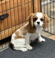 Pansy, a female Cavalier King Charles Spaniel for sale in Coalgate, OK – Photo 3 of 5