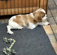 Pansy, a female Cavalier King Charles Spaniel for sale in Coalgate, OK – Photo 5 of 5