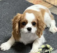 Pansy, a female Cavalier King Charles Spaniel for sale in Coalgate, OK – Photo 2 of 5