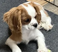 Pansy, a female Cavalier King Charles Spaniel for sale in Coalgate, OK – Photo 1 of 5