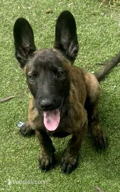 Cleo – Dutch Shepherd puppy for sale in Tampa, FL