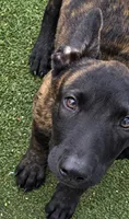 Kira, a female Dutch Shepherd for sale in Tampa, FL – 2 of 3