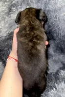 Phoenix, a female Dutch Shepherd for sale in Tampa, FL – 2 of 3