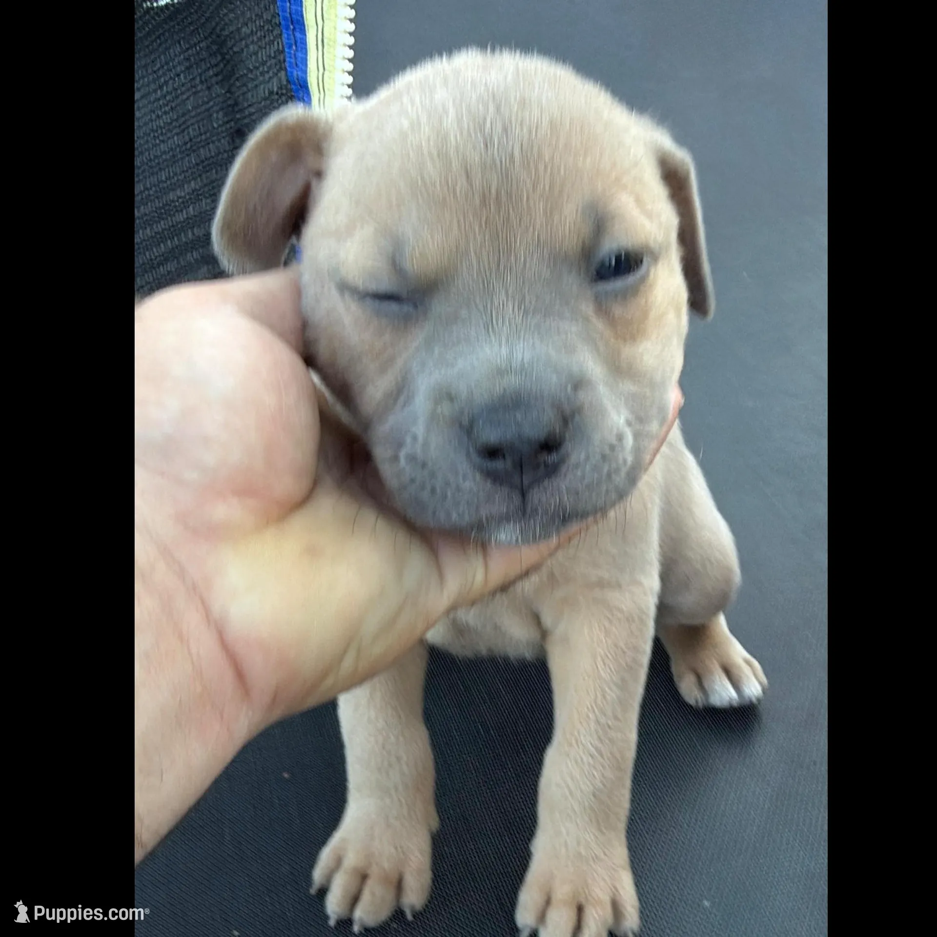 Nala – American Staffordshire Terrier puppy for sale in Tampa, FL