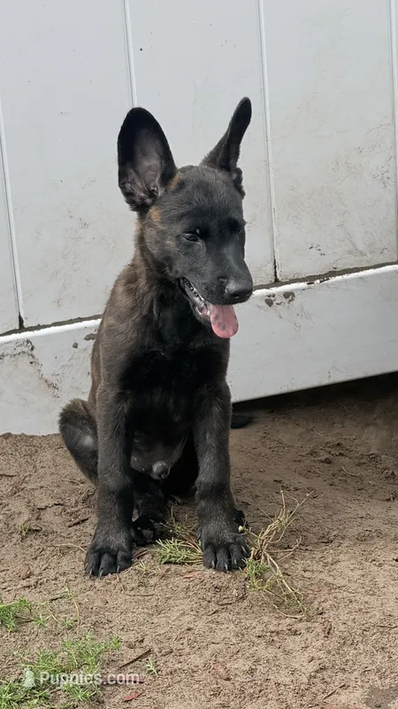 Ghost – Dutch Shepherd puppy for sale in Tampa, FL