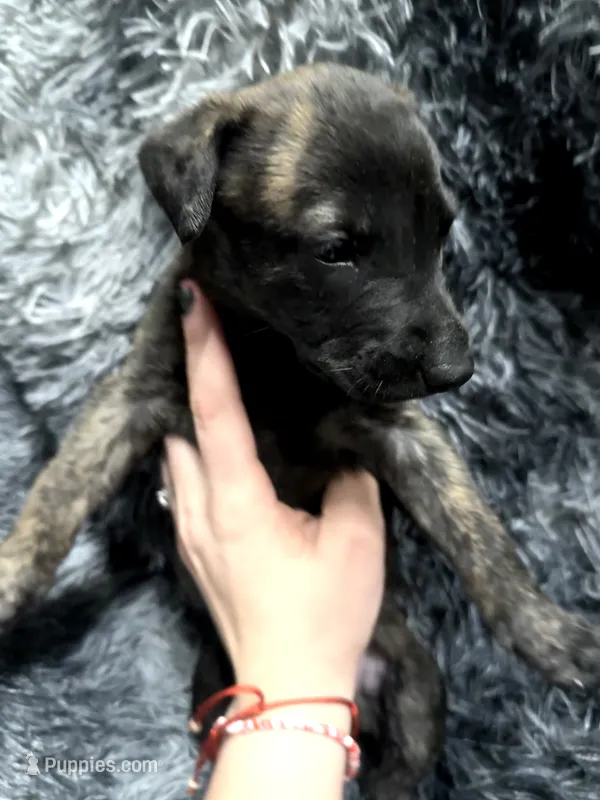 Liberty, a female Dutch Shepherd for sale in Tampa, FL – 1 of 3
