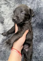Ghost, a male Dutch Shepherd for sale in Tampa, FL – 2 of 3