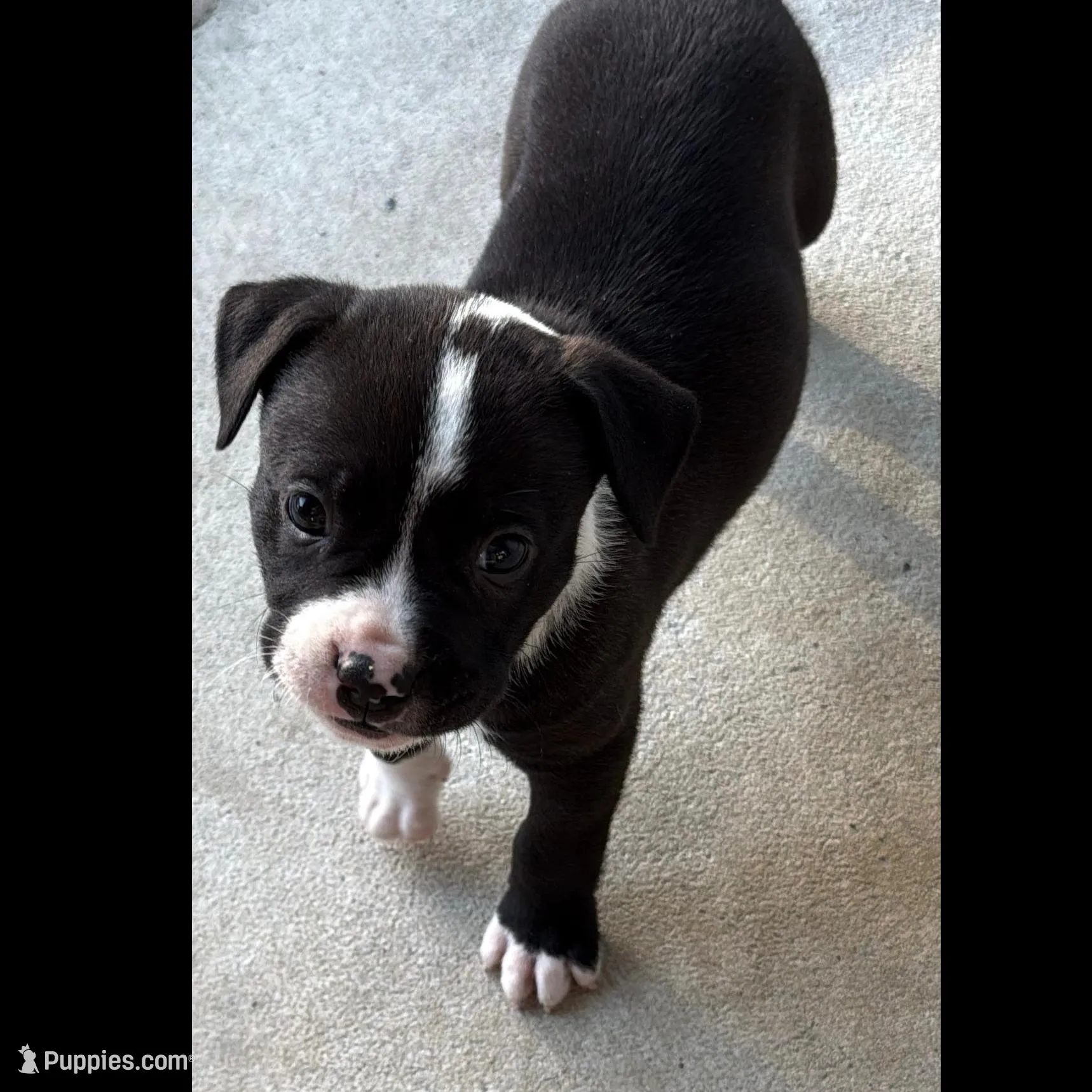 Luna – American Staffordshire Terrier puppy for sale in Tampa, FL
