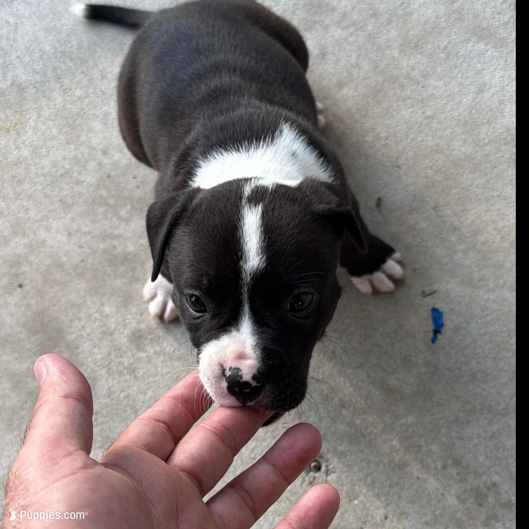 Luna, a female American Staffordshire Terrier for sale in Tampa, FL – Photo 2 of 5