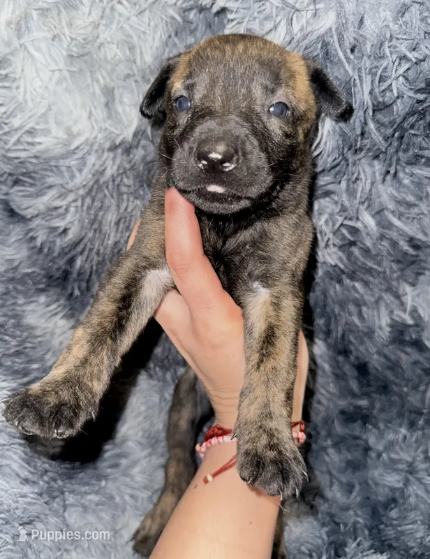 Cleo, a female Dutch Shepherd for sale in Tampa, FL – 1 of 3