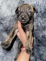 Cleo, a female Dutch Shepherd for sale in Tampa, FL – 1 of 3