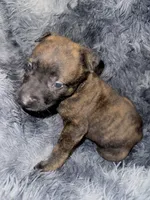 Titan, a male Dutch Shepherd for sale in Tampa, FL – 3 of 3